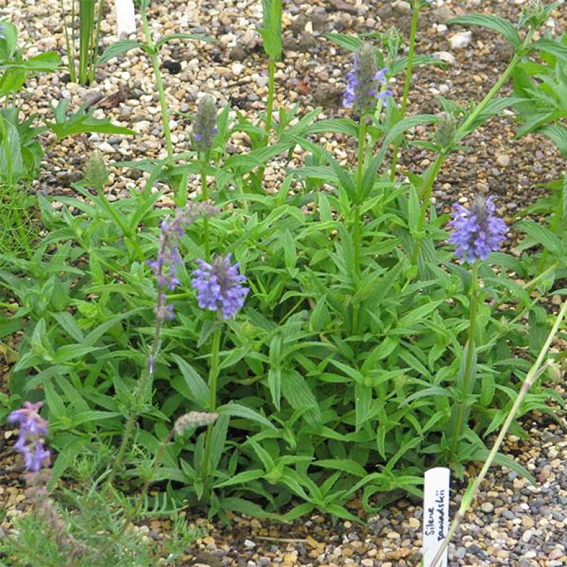 Nepeta nervosa - Chataire nervurée (Port)