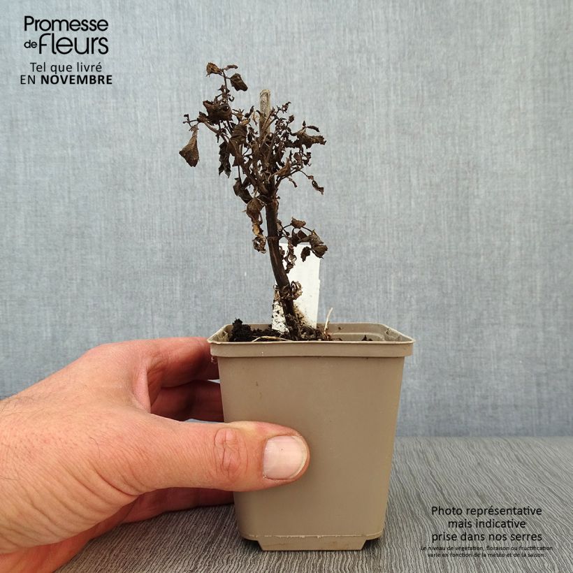 Spécimen de Népéta nervosa Neptune - Chataire Godet de 8/9 cm tel que livré en automne