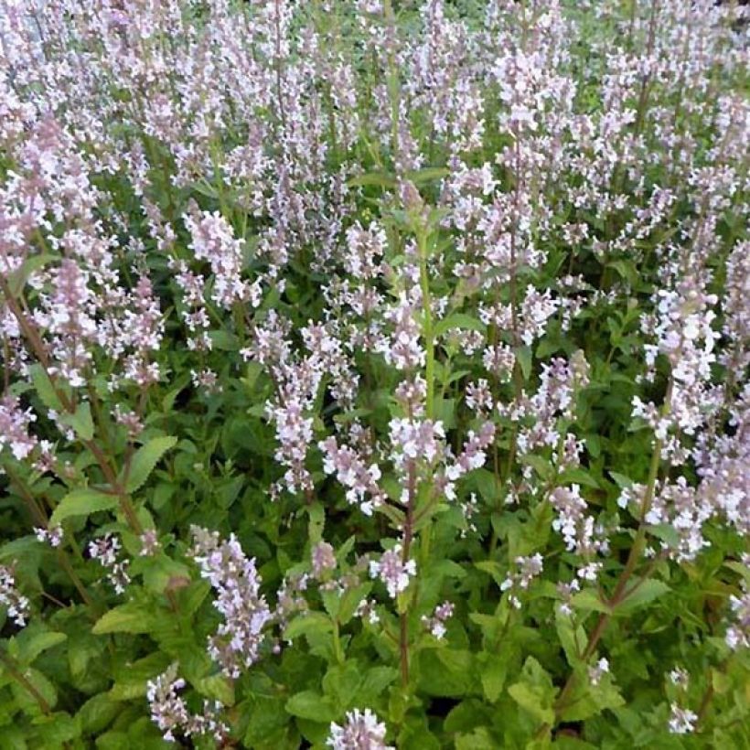 Chataire Anne's Choice - Nepeta nuda (Port)
