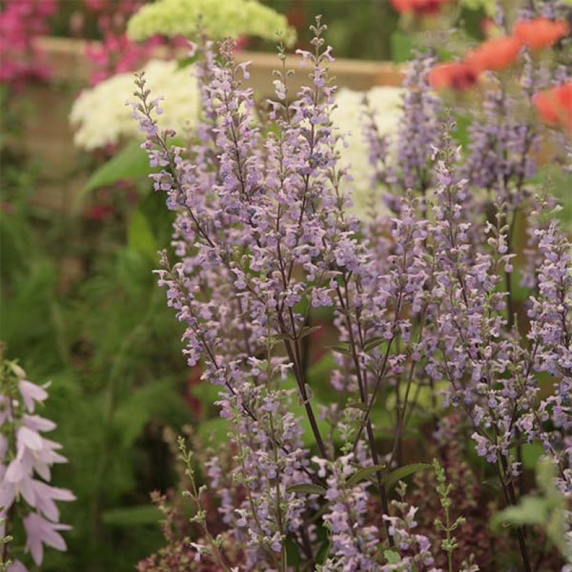 Nepeta nuda Purple Cat - Chataire (Floraison)