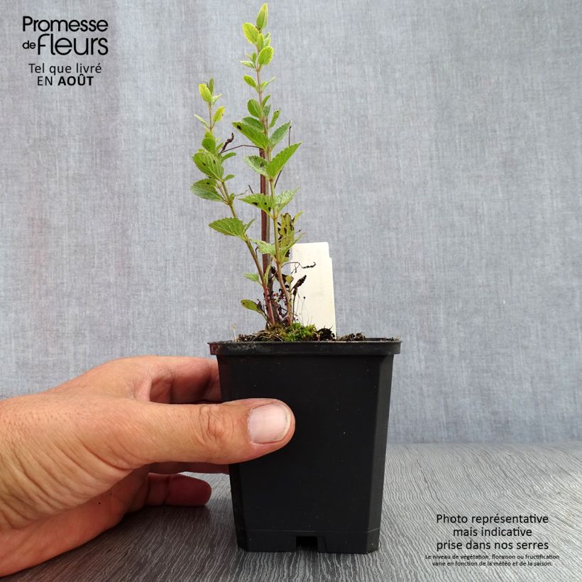 Spécimen de Nepeta nuda Purple Cat - Chataire Godet de 8/9 cm tel que livré en été