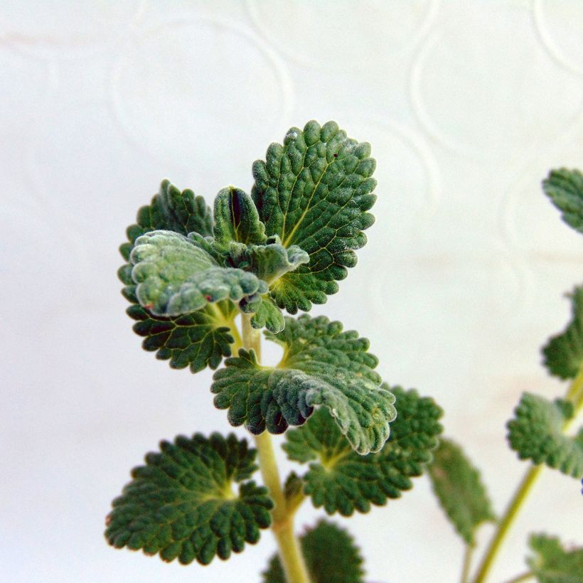 Nepeta racemosa Snowflake - Chataire à fleurs blanches (Feuillage)