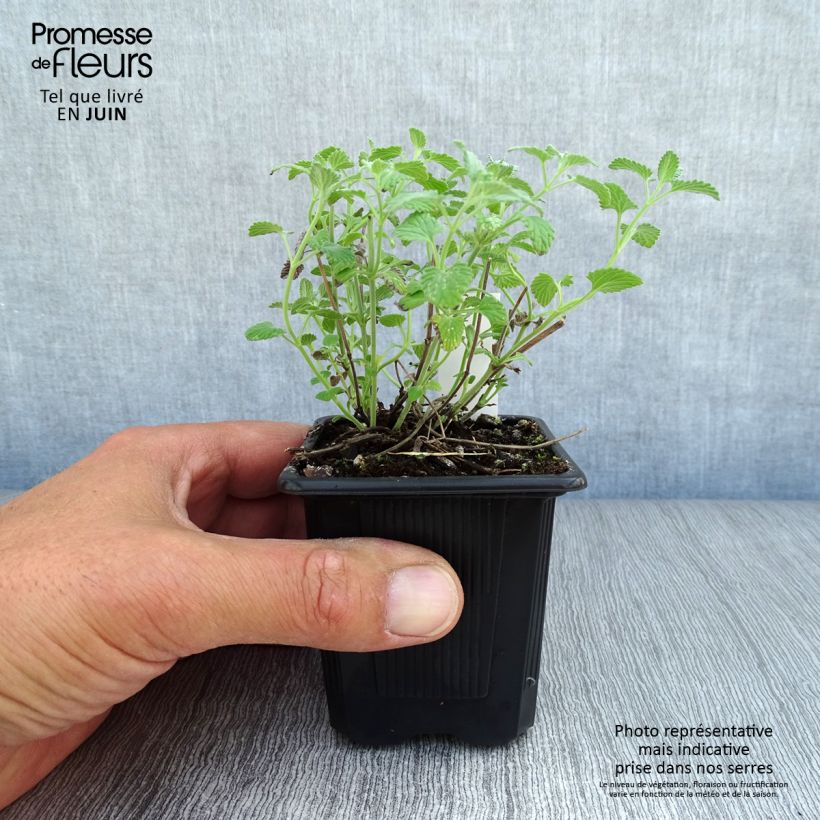 Spécimen de Nepeta racemosa Snowflake - Chataire à fleurs blanches Godet de 8/9 cm tel que livré en été