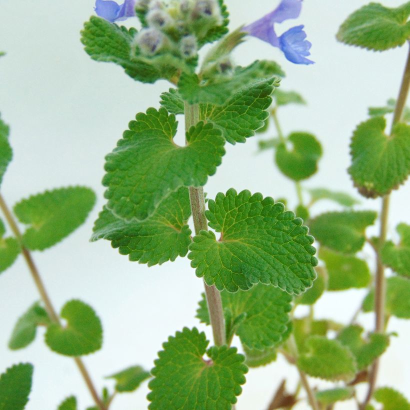 Herbe à chat, Chataire 'Superba' - Nepeta faassenii - Le Jardin du