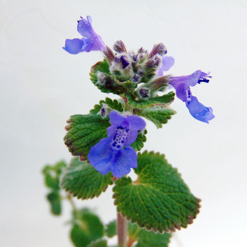 Nepeta racemosa Superba - Chataire (Floraison)