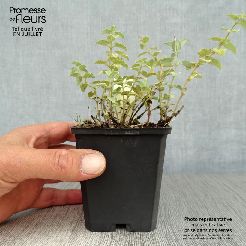 Spécimen de Nepeta racemosa Superba - Chataire Godet de 8/9 cm tel que livré en été