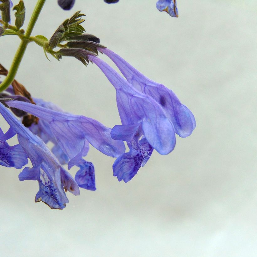 Nepeta sibirica Souvenir d Andre Chaudron (Floraison)