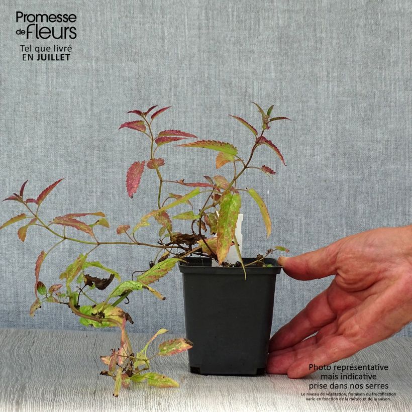 Spécimen de Nepeta sibirica Souvenir d Andre Chaudron Godet de 8/9 cm tel que livré en été