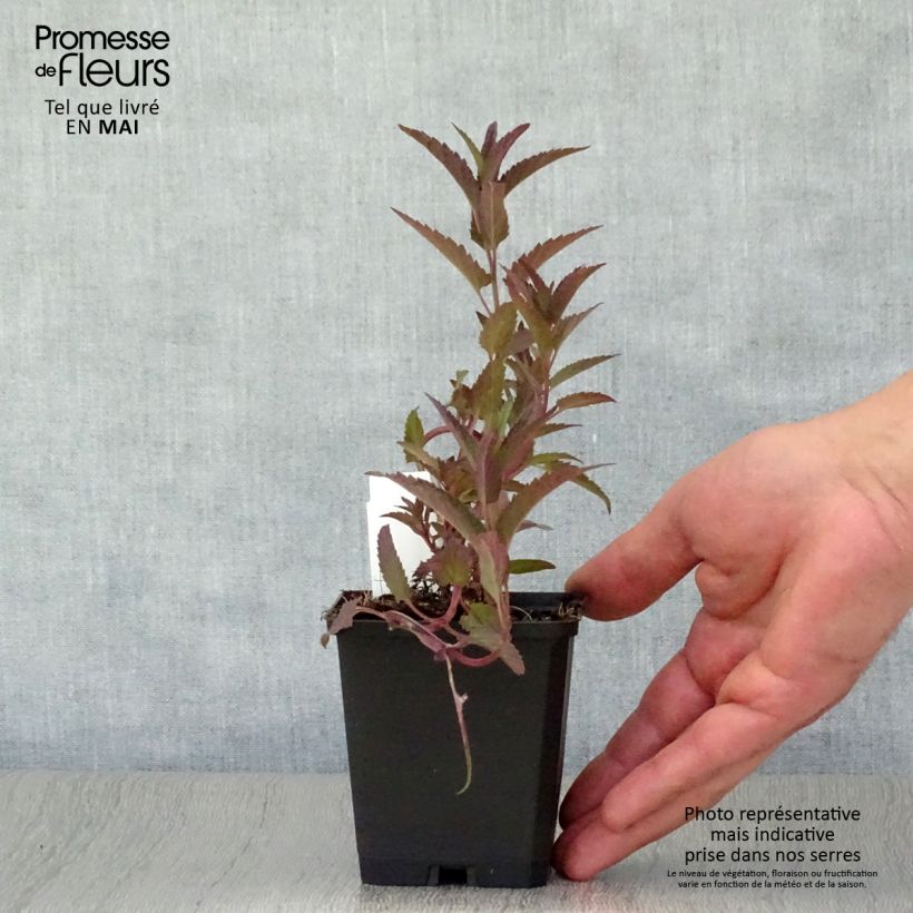 Spécimen de Nepeta sibirica Souvenir d Andre Chaudron Godet de 9cm tel que livré au printemps