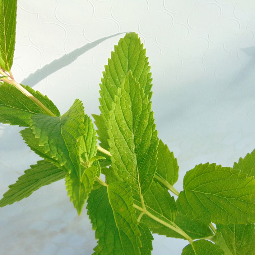 Nepeta subsessilis - Chataire subsessile  (Feuillage)