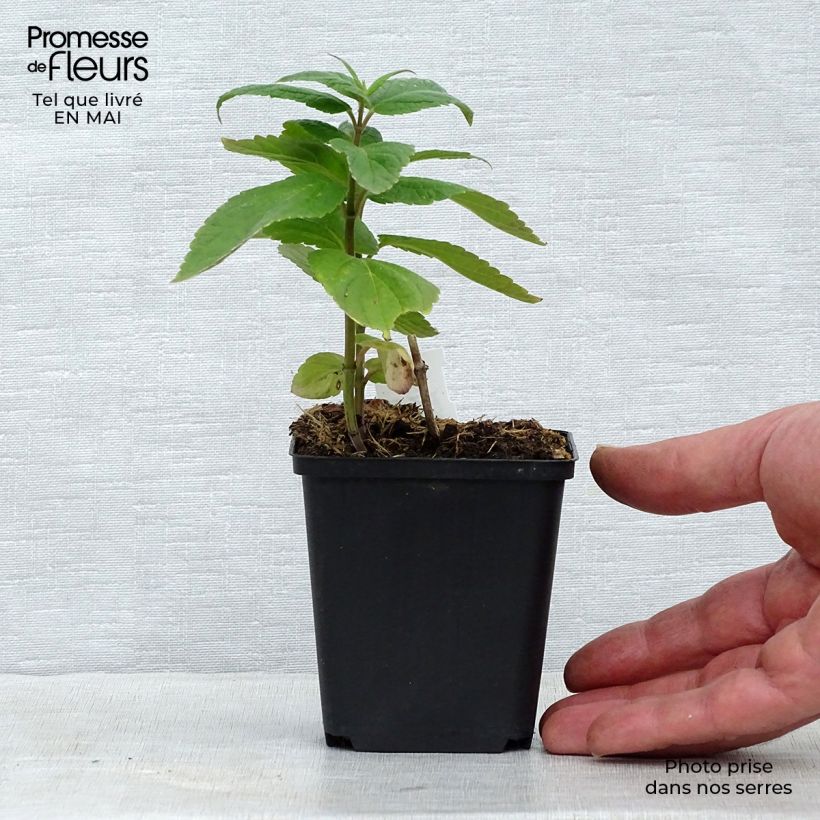 Spécimen de Nepeta subsessilis - Chataire subsessile  Godet de 9cm tel que livré au printemps
