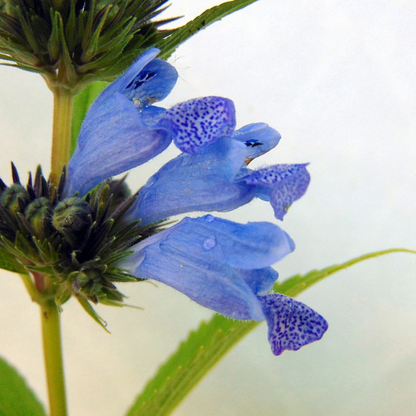 Nepeta subsessilis Laufen - Chataire (Floraison)