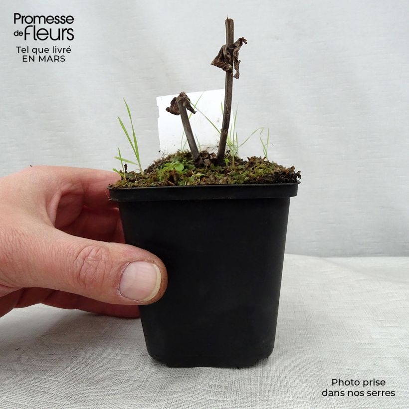 Spécimen de Nepeta subsessilis Laufen - Chataire Godet de 9cm tel que livré au printemps