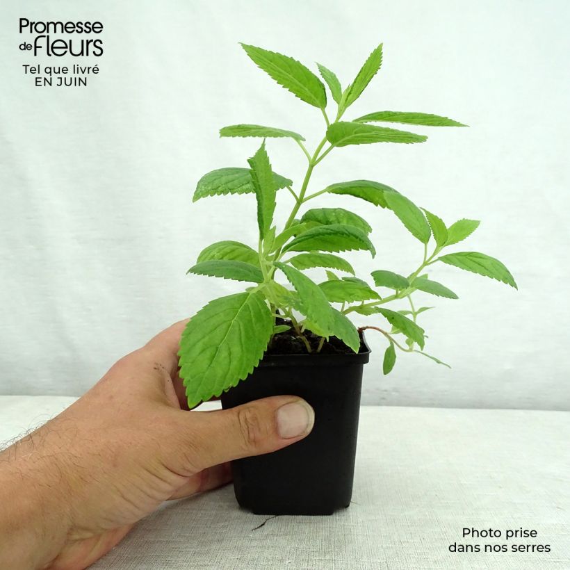 Spécimen de Nepeta subsessilis Laufen - Chataire Godet de 8/9 cm tel que livré en été