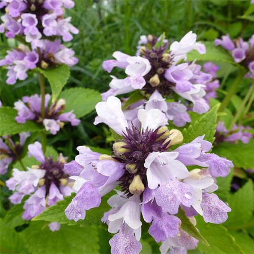 Nepeta subsessilis Sweet Dreams - Chataire subsessile rose (Floraison)