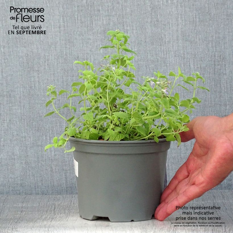 Spécimen de Nepeta x faassenii Limelight - Pot de 2L/3L tel que livré en été