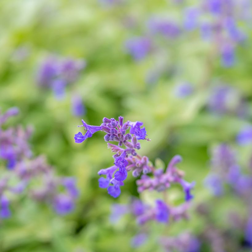 Nepeta x faassenii Limelight (Floraison)