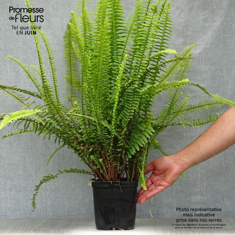 Spécimen de Nephrolepis cordifolia  Artic Jungle - Fougère de Boston rustique Pot de 2L/3L tel que livré en été