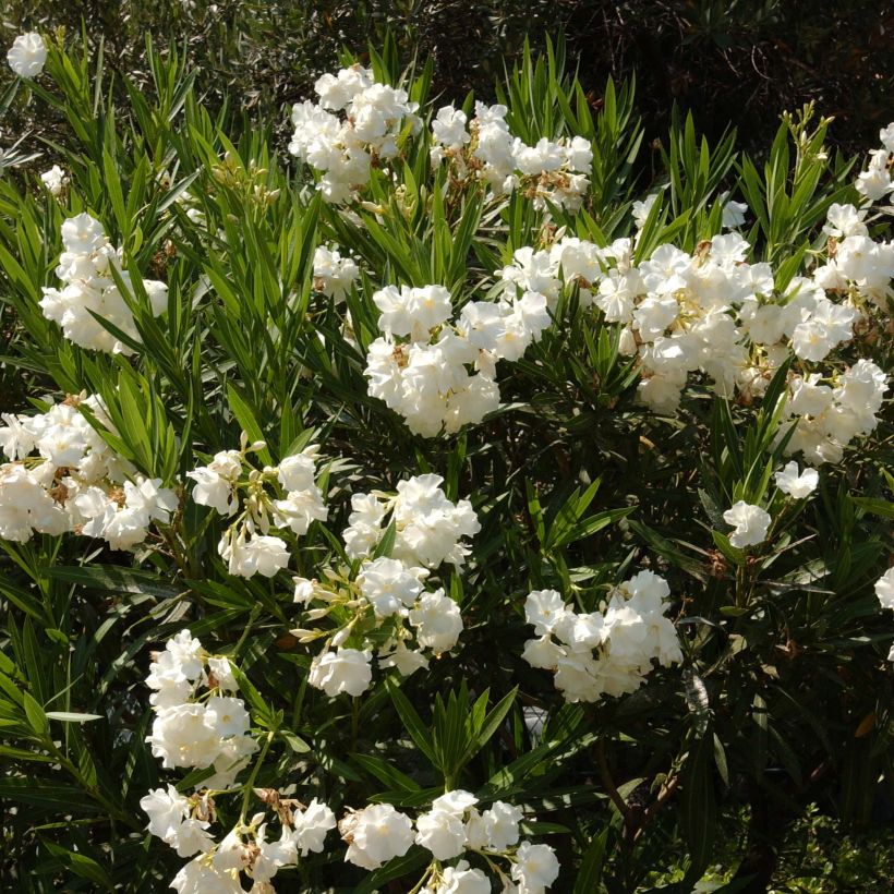 Laurier rose - Nerium oleander Blanc (Port)