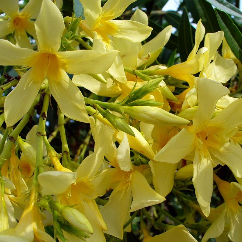 Laurier rose Marie Gambetta - Nerium oleander  (Floraison)