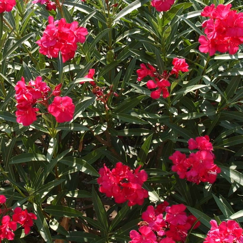 Laurier rose - Nerium oleander Rouge Double (Floraison)
