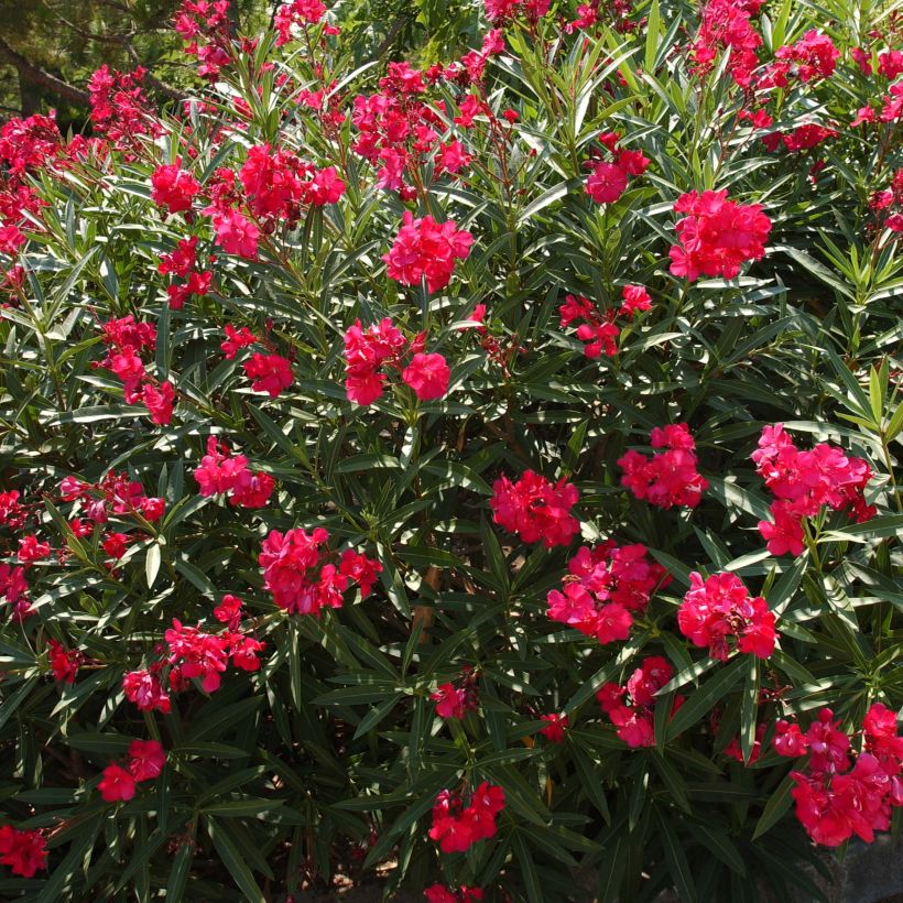 Laurier-rose à fleurs rouges - Nerium oleander