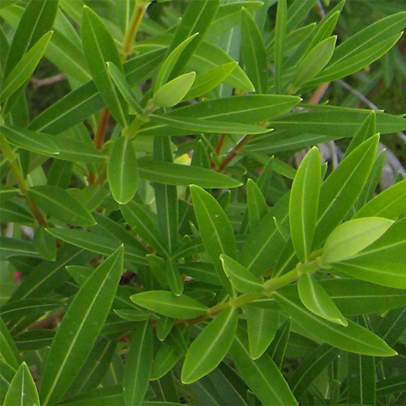 Laurier rose - Nerium oleander Saumon (Feuillage)