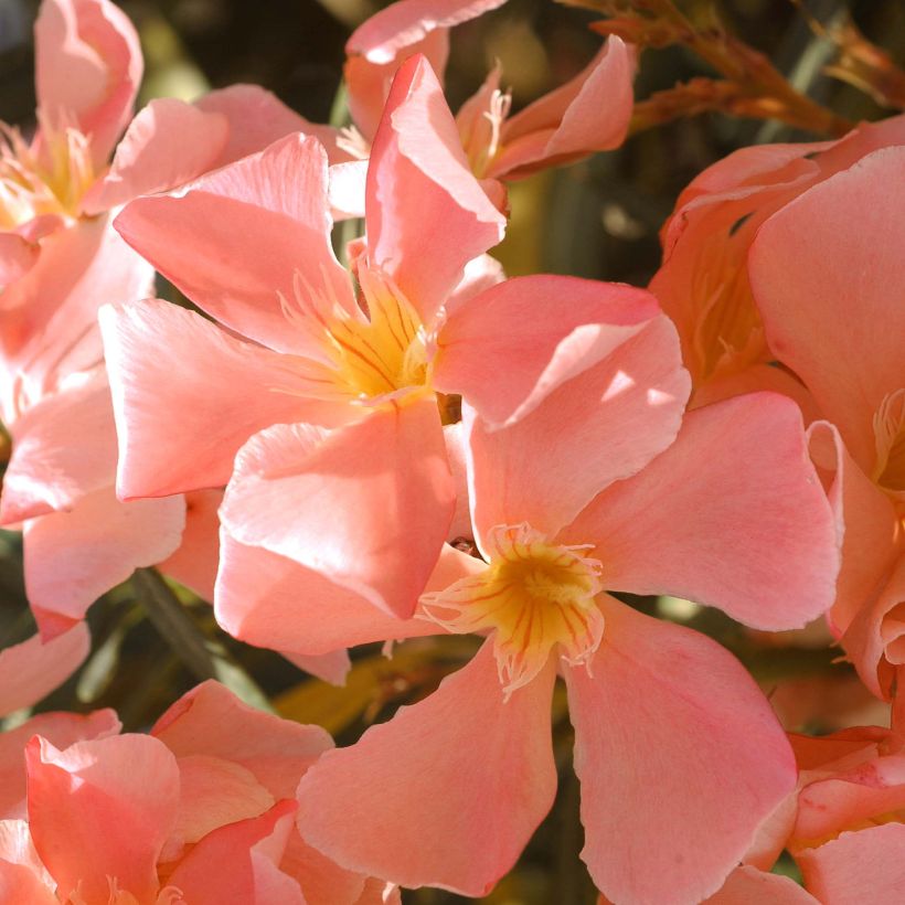 Laurier rose - Nerium oleander Saumon (Floraison)