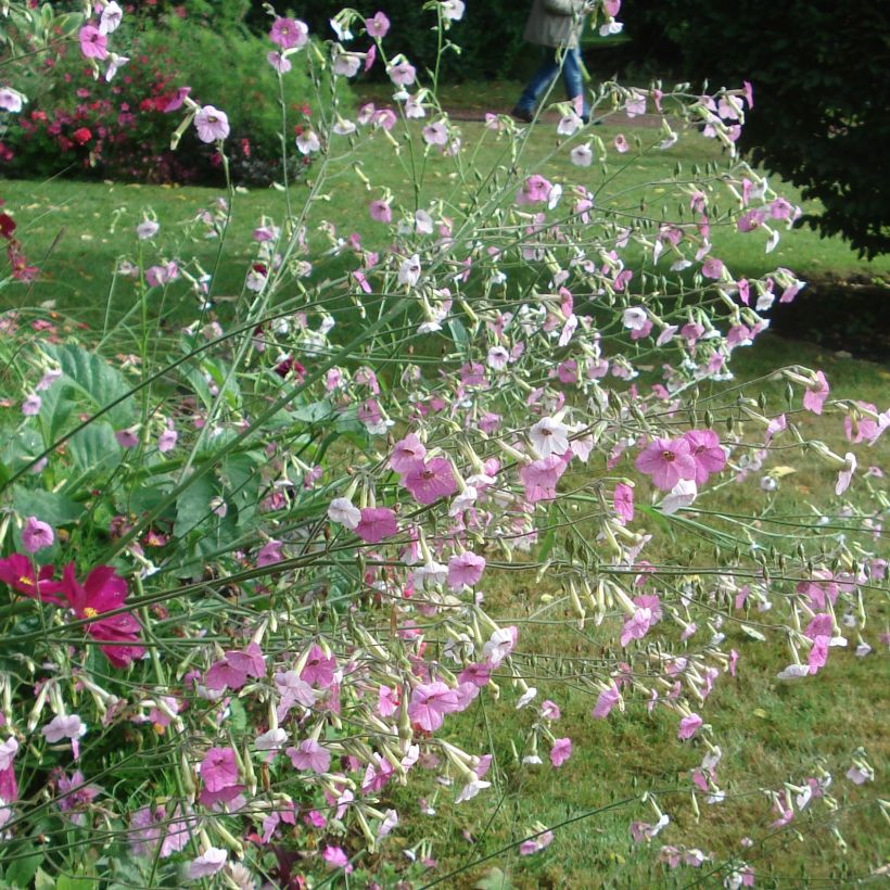 Tabac d'ornement - Nicotiana Marshmallow (Port)