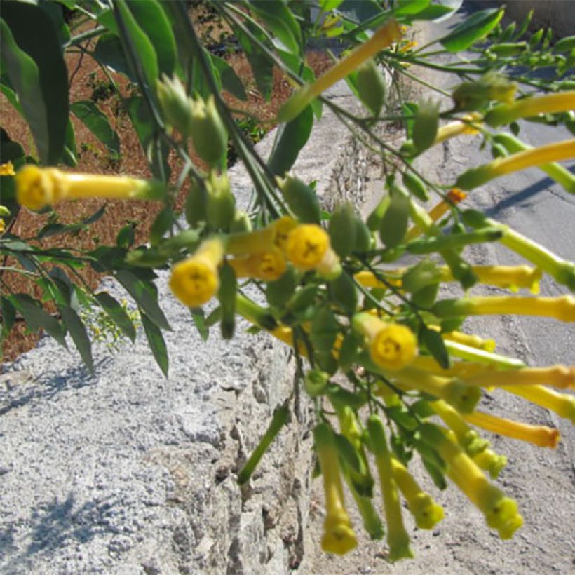 Nicotiana glauca - Tabac bleu, Tabac arborescent (Floraison)