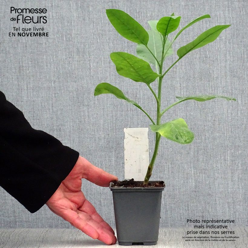 Spécimen de Nicotiana glauca - Tabac bleu, Tabac arborescent Godet de 8/9 cm tel que livré en automne