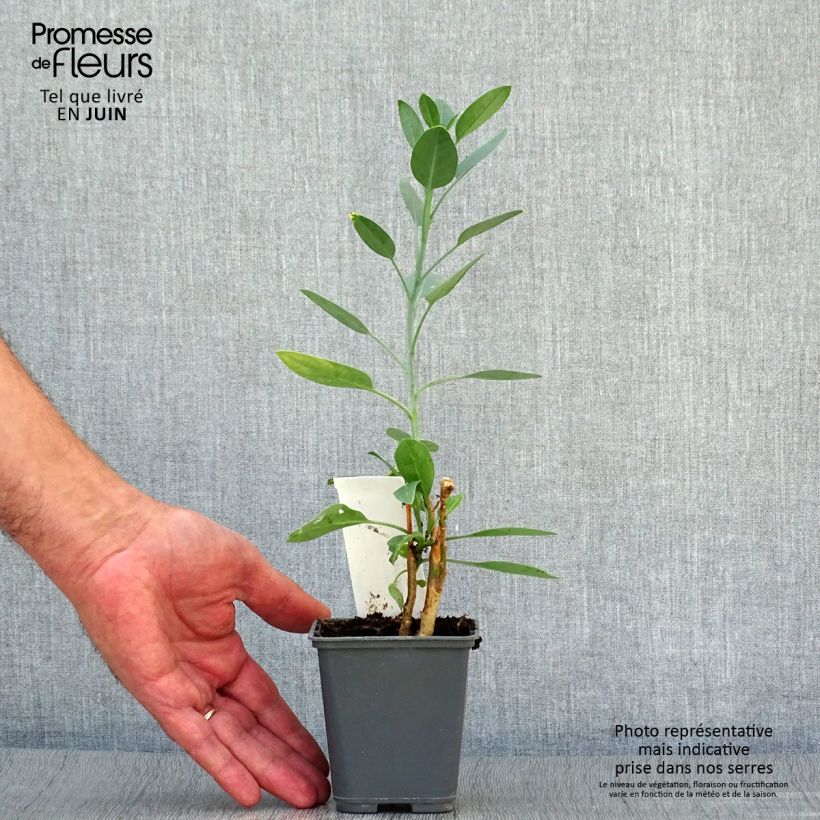 Spécimen de Nicotiana glauca - Tabac bleu, Tabac arborescent Godet de 8/9 cm tel que livré en été