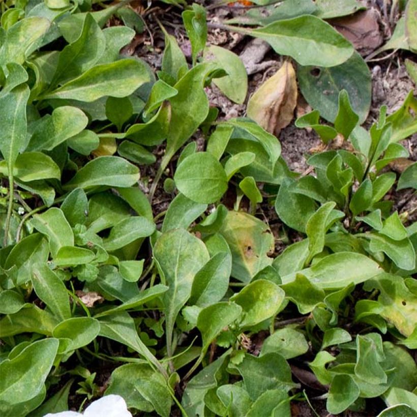 Nierembergia repens - Nierembergia rampant (Feuillage)