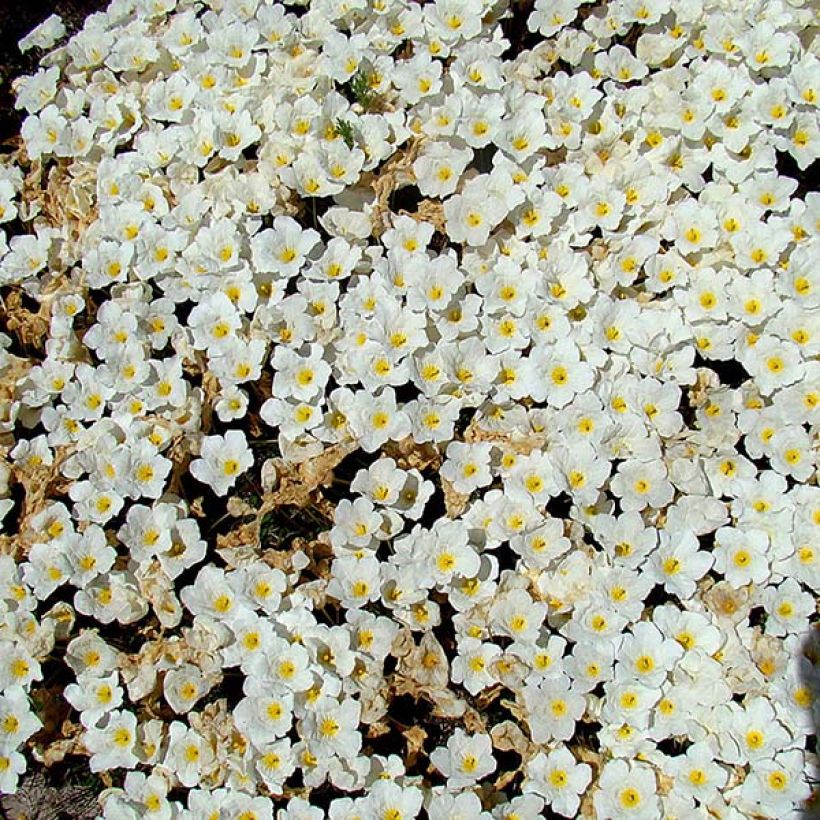 Nierembergia repens - Nierembergia rampant (Floraison)