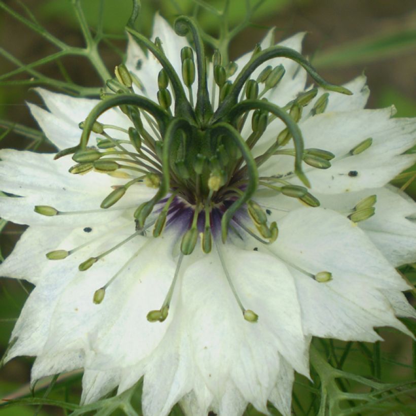 Graines de Nigelle de Damas Miss Jekyll Blanche - Nigella damascena (Floraison)