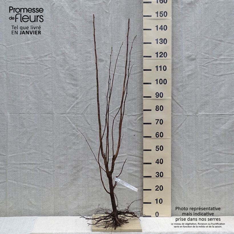 Spécimen de Noisetier Nottingham Frühe ou Pearson's Prolific en racines nues 60/80cm tel que livré en hiver