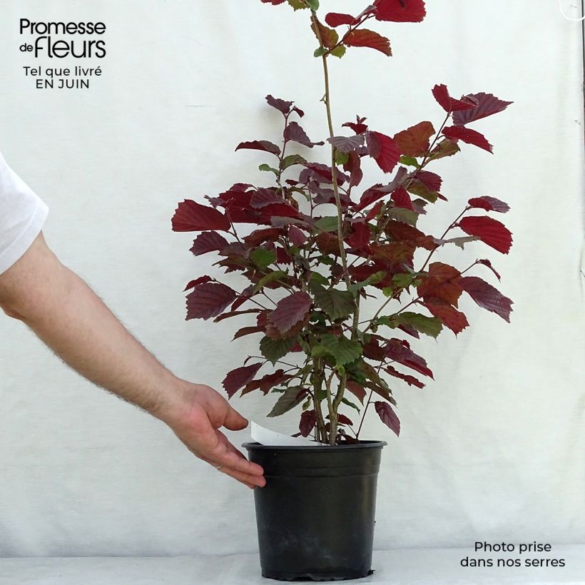 Spécimen de Corylus avellana Rode Zellernoot - Noisetier pourpre Pot de 3L/4L, Buisson tel que livré en été