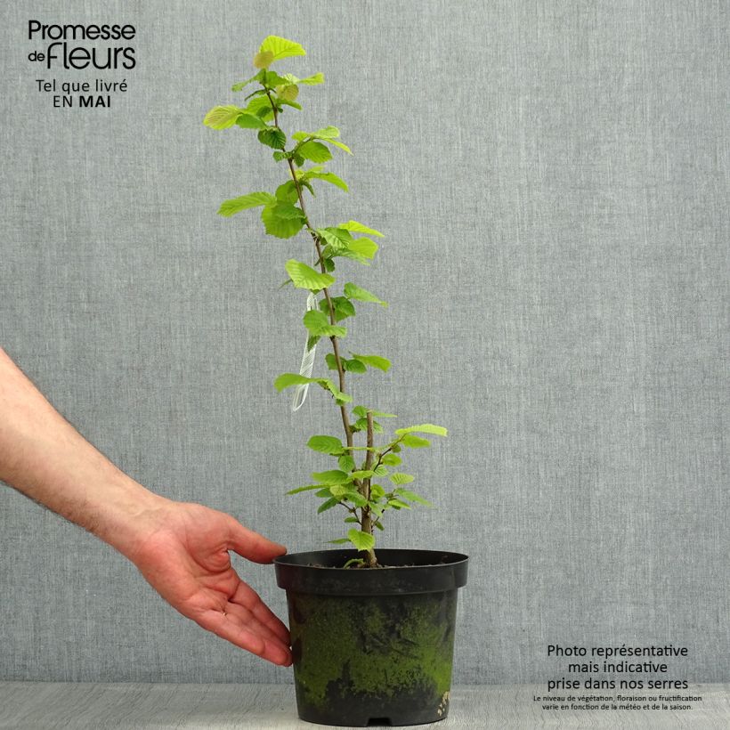 Spécimen de Noisetier commun - Corylus avellana en racines nues Pot de 2L/3LHauteur livrée env. 40/50cm tel que livré au printemps
