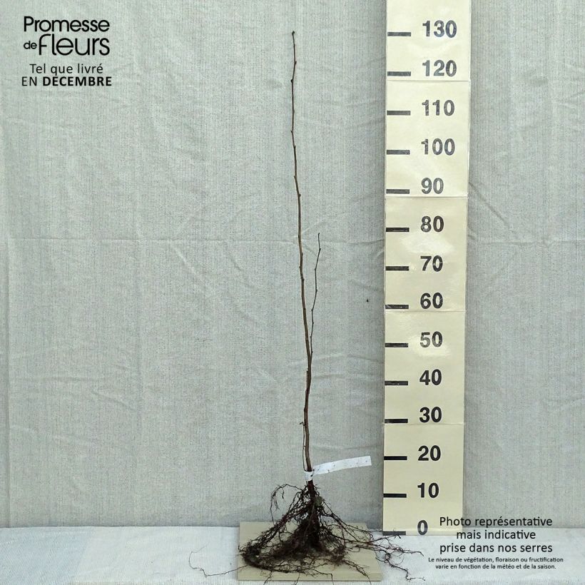 Spécimen de Noisetier commun - Corylus avellana en racines nues tel que livré en hiver