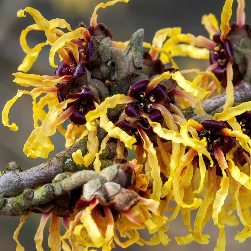 Hamamelis (x) intermedia Aurora - Noisetier de sorcière (Floraison)