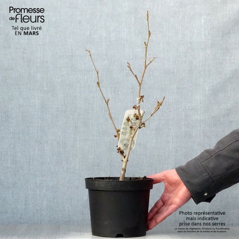 Spécimen de Hamamelis (x) intermedia Westerstede - Noisetier de sorcière Pot de 3L/4LHauteur livrée env. 40/60cm tel que livré au printemps