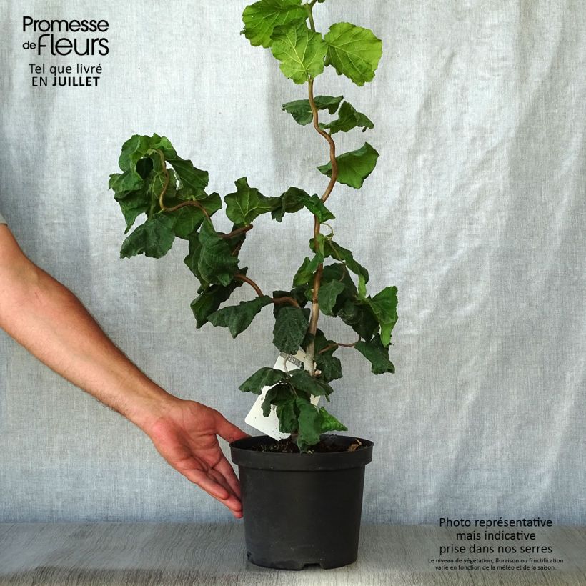 Spécimen de Noisetier tortueux - Corylus avellana Contorta Pot de 3L/4L tel que livré en été