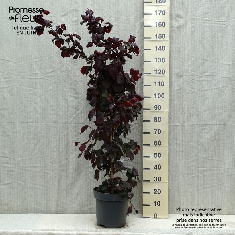 Spécimen de Noisetier tortueux pourpre - Corylus avellana Red Majestic en pot de 12L Cépée tel que livré au printemps