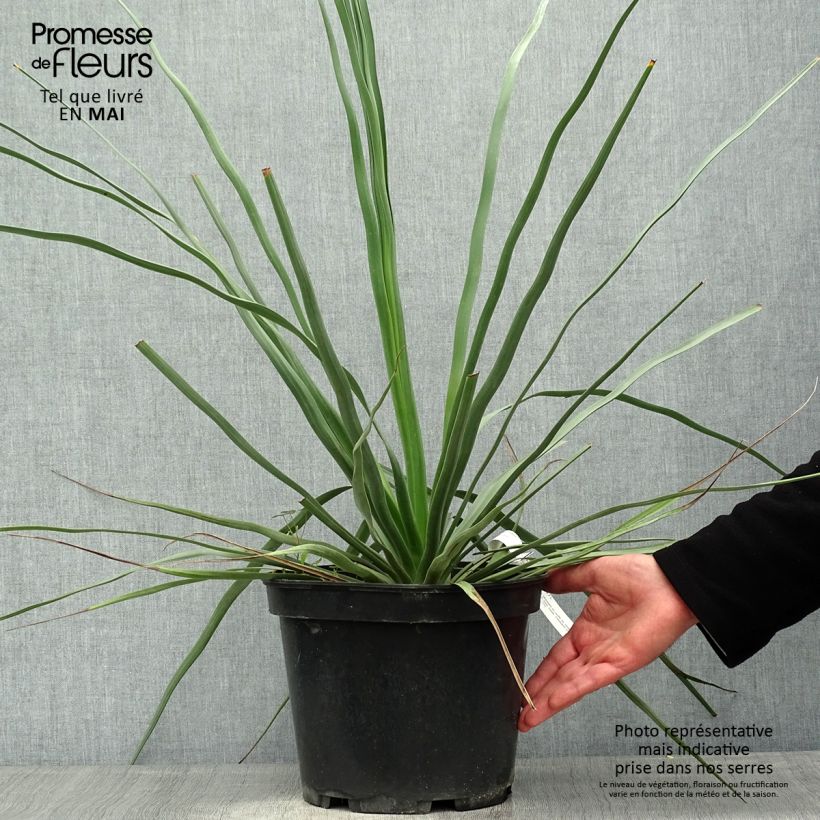 Spécimen de Nolina hibernica - Nolina La Sibirica Pot de 7L tel que livré au printemps