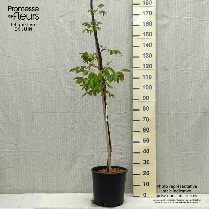 Spécimen de Noyer Parisienne - Noix de Grenoble Pot de 18L/20L, BaliveauHauteur livrée env. 150/175cm tel que livré au printemps