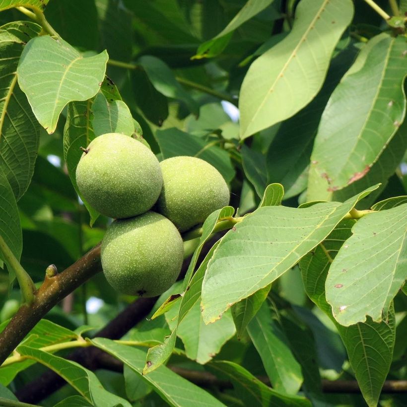 Noyer commun - Juglans regia (Feuillage)