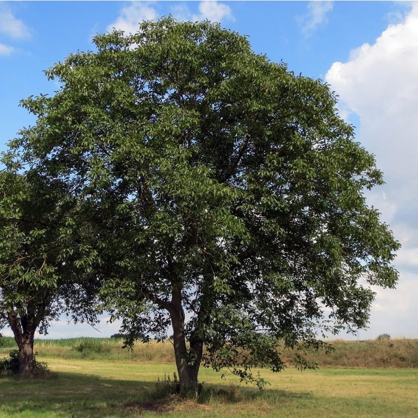 Noyer commun - Juglans regia (Port)