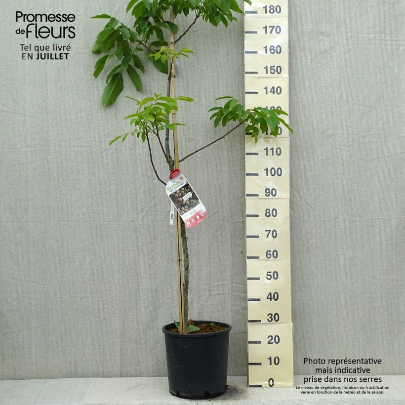 Spécimen de Noyer commun Corne - Corne du Périgord Pot de 12L/15L, Baliveau tel que livré en été