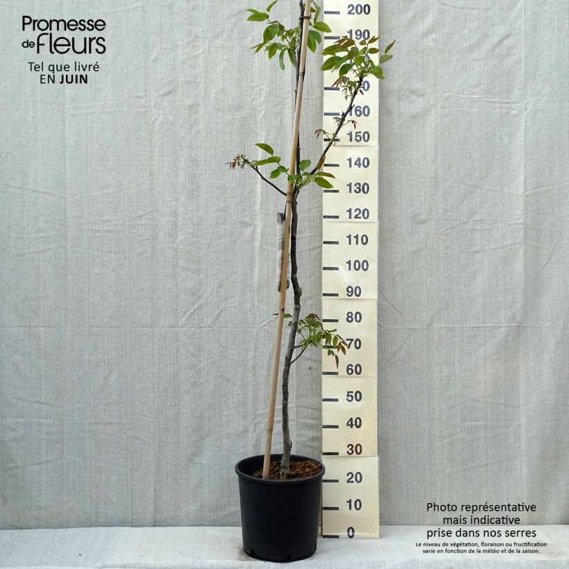 Spécimen de Noyer commun Corne - Corne du Périgord Pot de 12L/15L tel que livré au printemps
