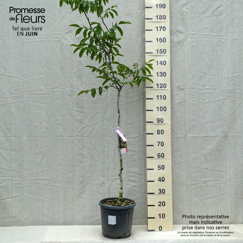 Spécimen de Noyer commun - Juglans regia Chandler Pot de 10L tel que livré au printemps